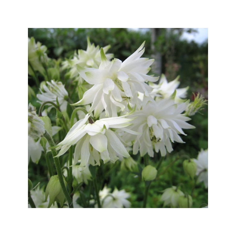 Aquilegia vulgaris'White Barlow'