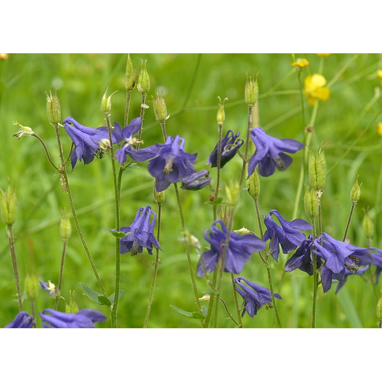 Aquilegia vulgaris