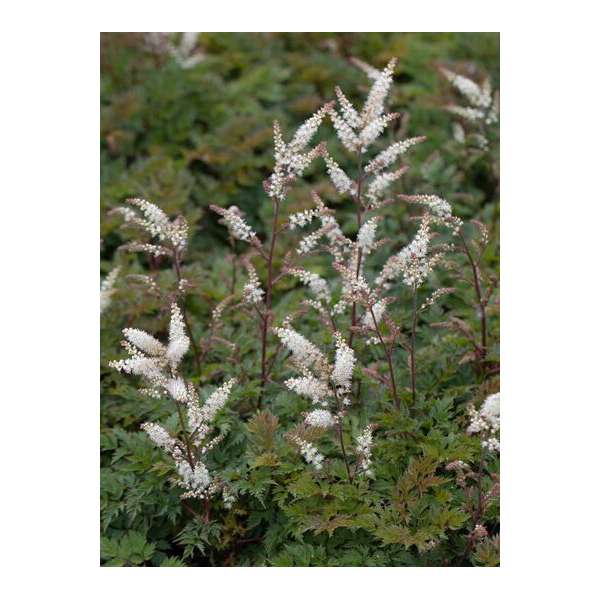 Aruncus aerthusifolius'Bronze'