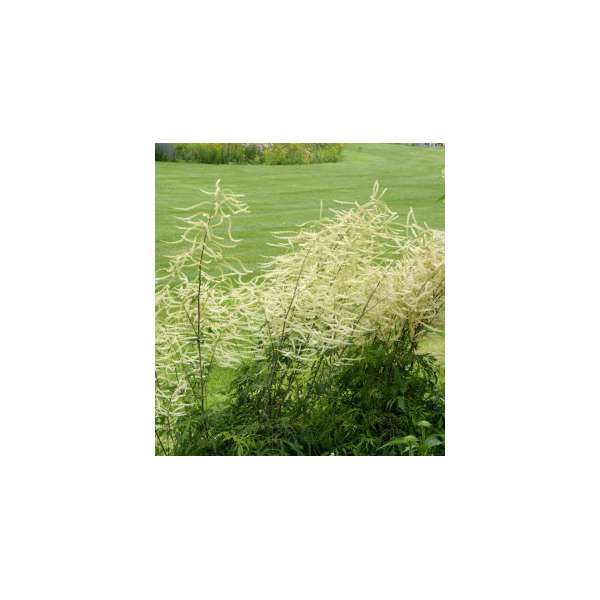 Aruncus dioicus'Whirlwind'