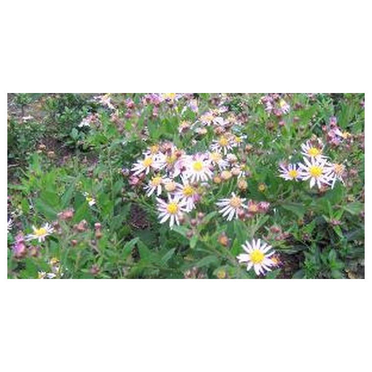 Aster ageratoides'Asmo' 