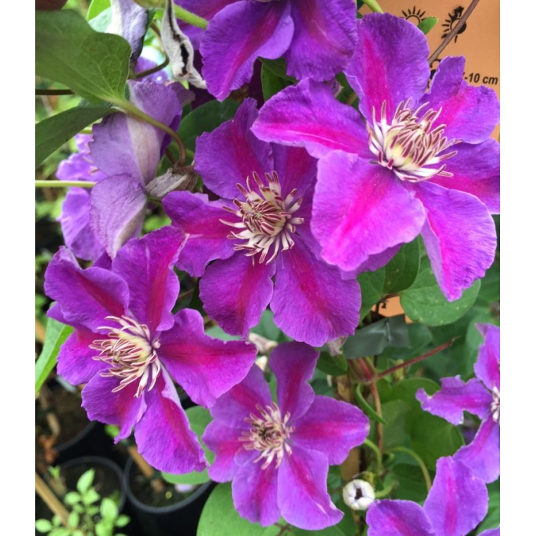 Clematis'Ashva' 