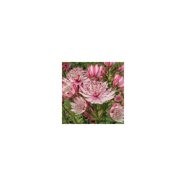 Astrantia major'Sparkling Stars Pink'