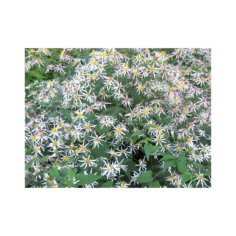 Aster divaricatus'Beth Chatto