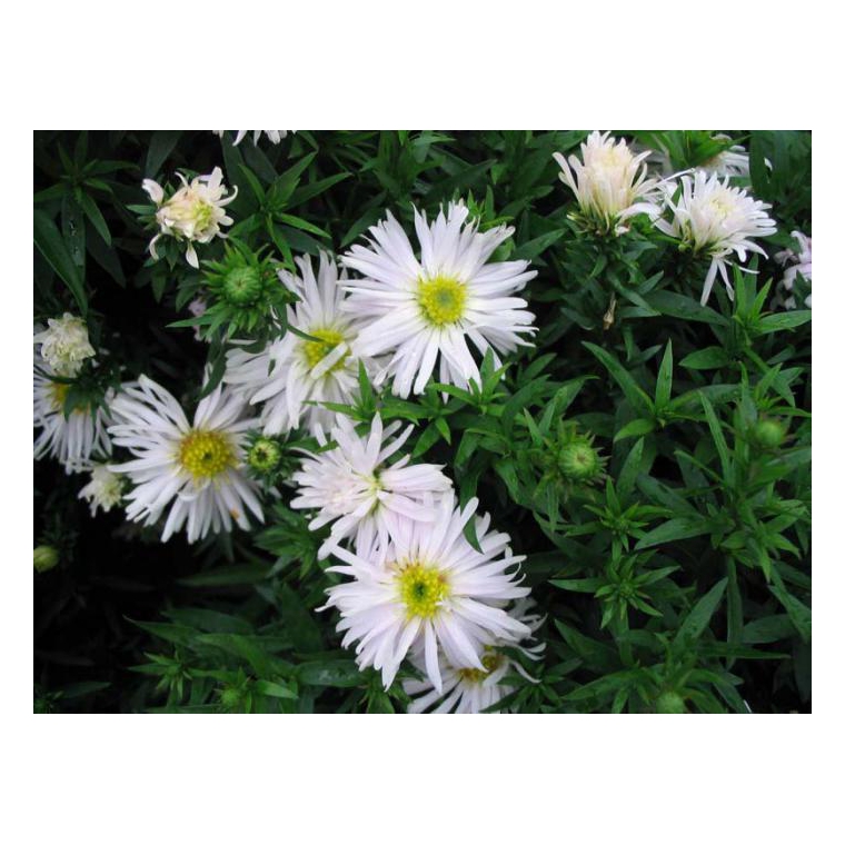 Aster dumosus'Apollo'