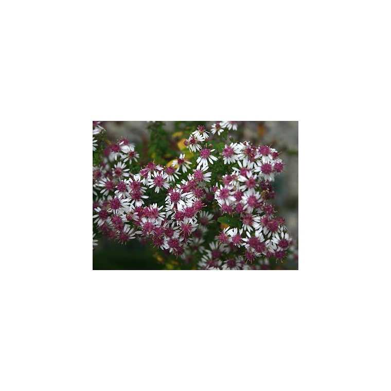 Aster lateriflorus'Prince'