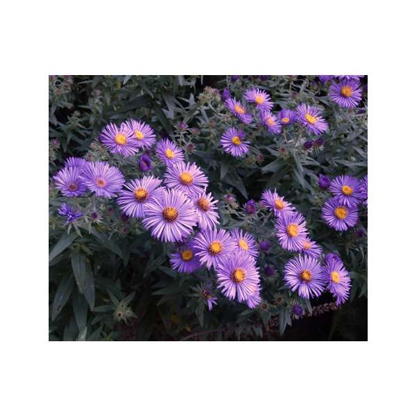 Aster novea-angliae'Purple Dome'