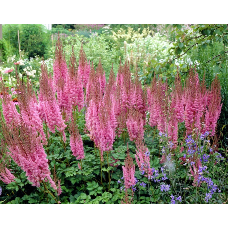 Astilbe chinensis'Superba' 