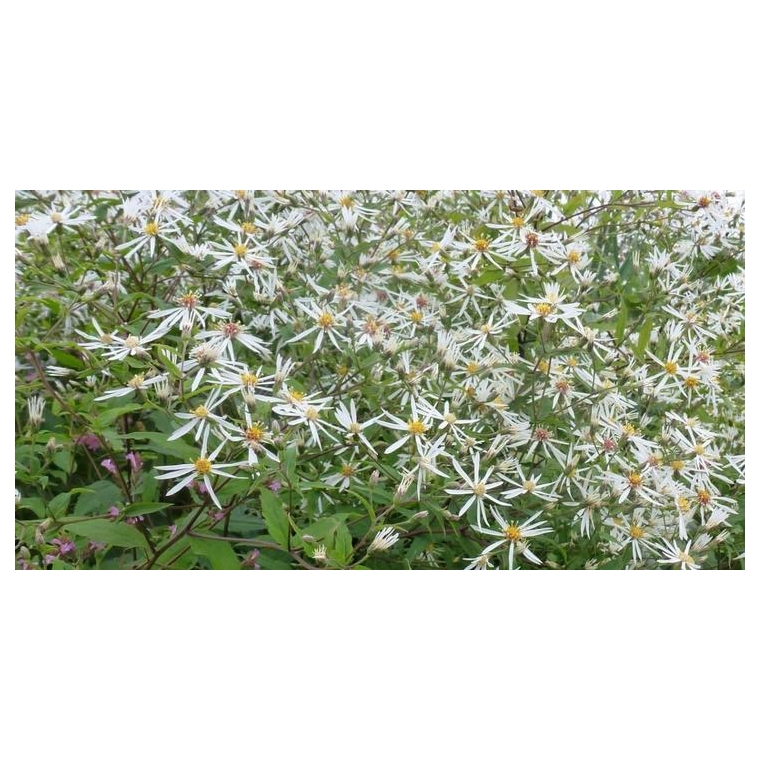 Aster divaricatus'Tradescant'