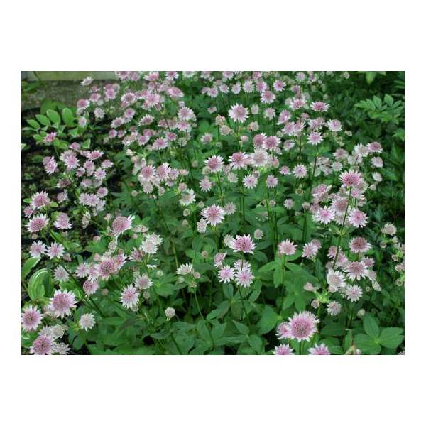 Astrantia major'Pink Pride'