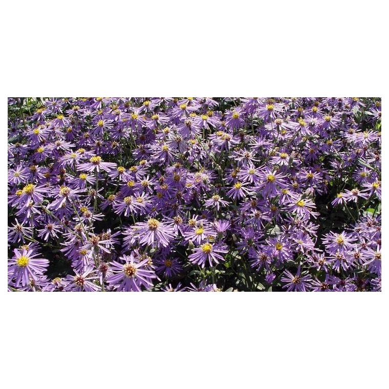 Aster macrphyllus'Twilight'