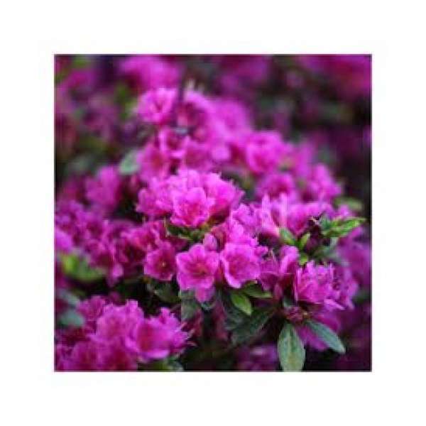 Azalea japonica'Geisha Purple' 