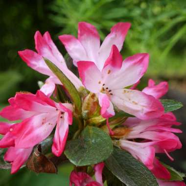 Azalea japonica'Izumi No Mai' 