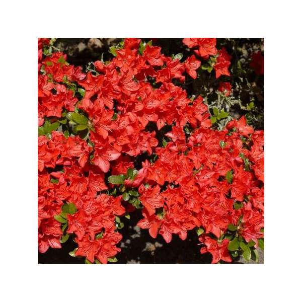 Azalea japonica'Geisha Orange' 