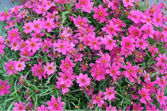 Coreopsis'Limerock Passion'