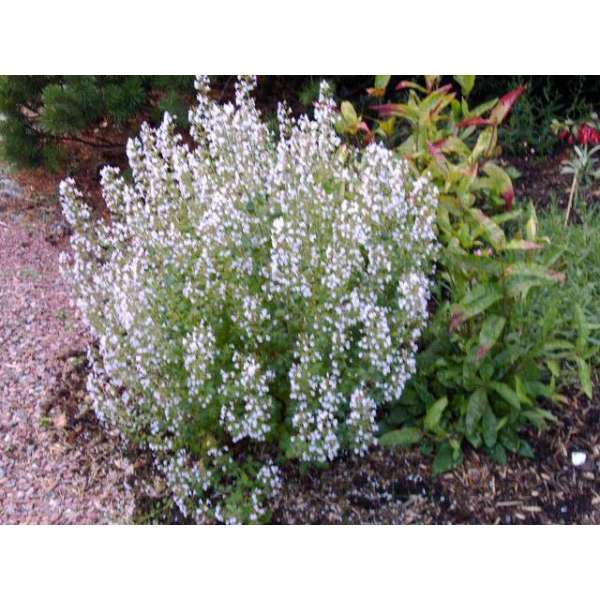 Calamintha nepeta