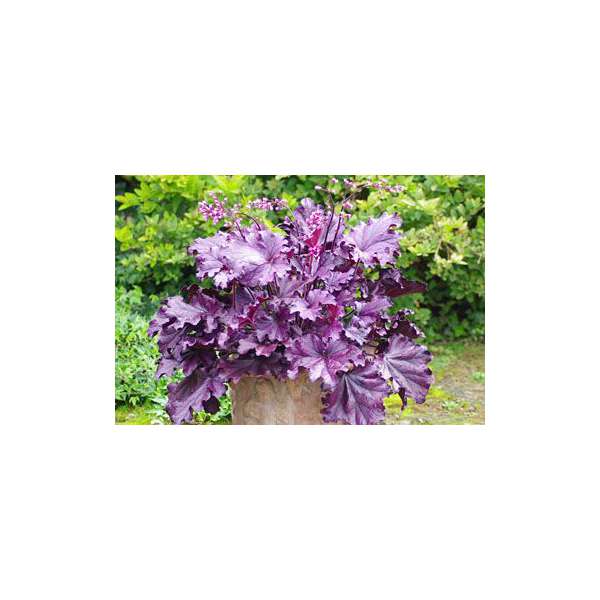 Heuchera'Forever Purple'