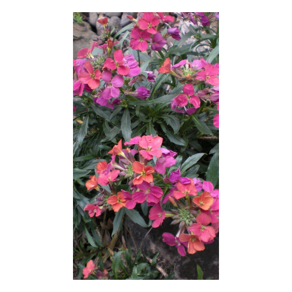 Erysimum'Constant Cheer'