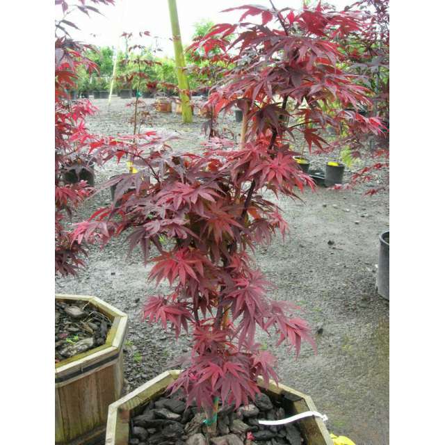 Acer palmatum'Pixie' 