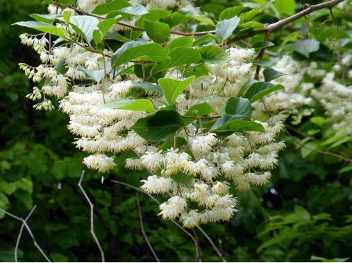 Pterostyrax psilophyllus leveillei 