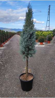 Cupressus arizona Cone 