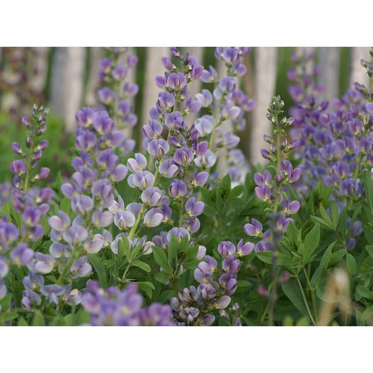 Baptisia'Starlite Prairieblues'