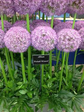 Allium'Pinball Wizzard' 