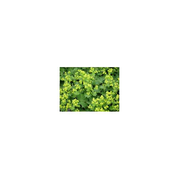 Alchemilla vulgaris