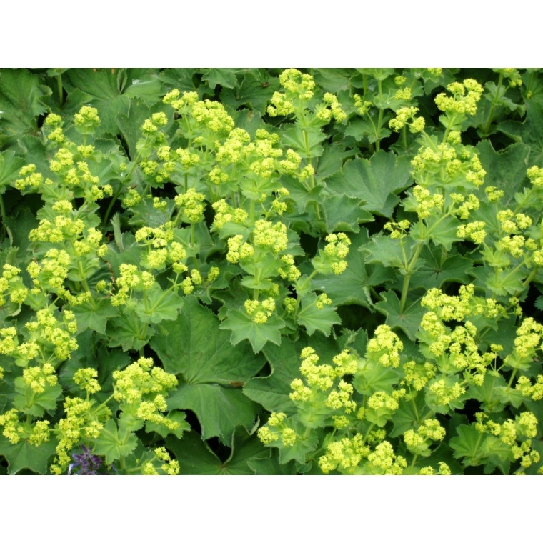 Alchemilla vulgaris