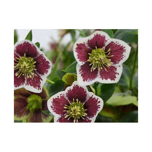 Helleborus'Pretty Ellen Spotted' 