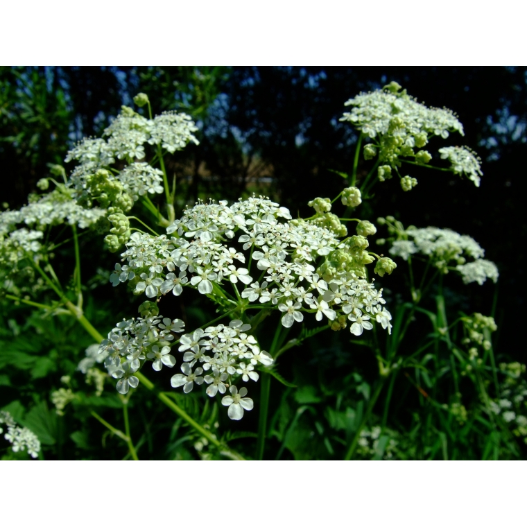 Anthriscus sylvestris 