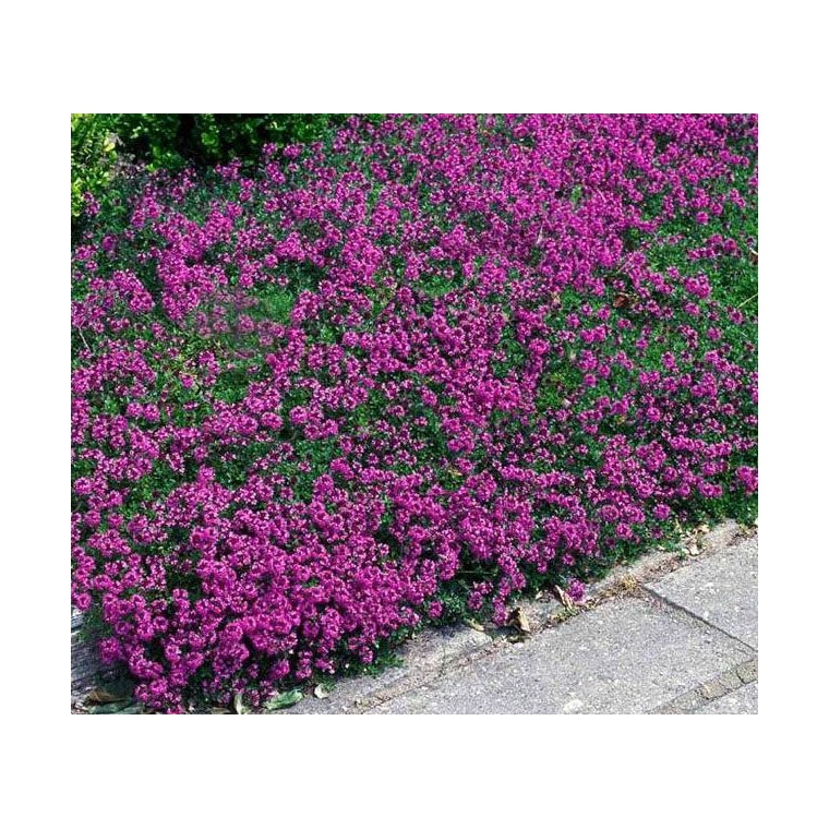 Thymus praecox'Coccineus' 