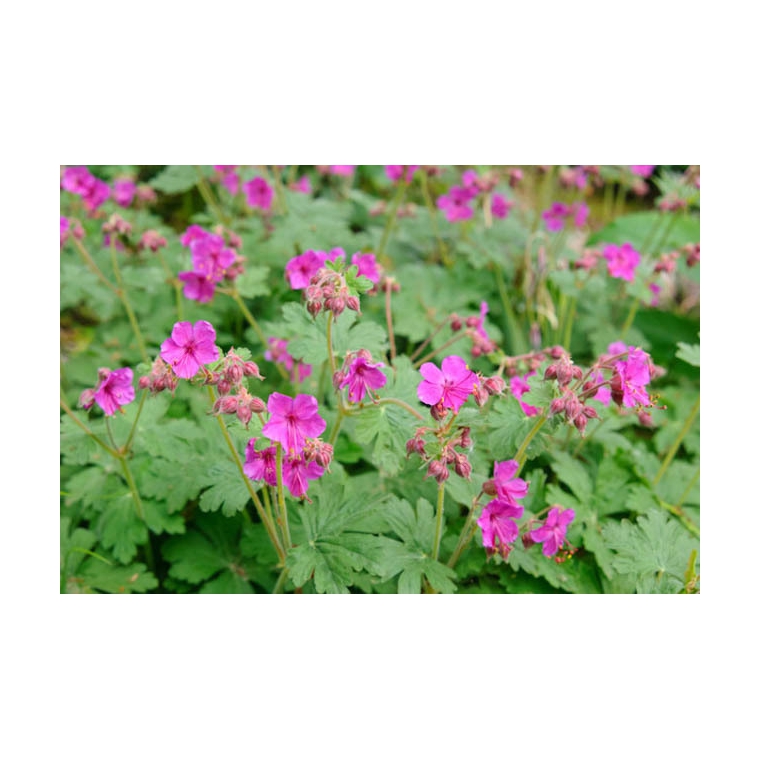 Geranium macrorrhizum'Czakor'