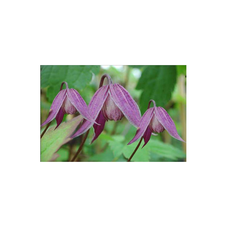 Clematis'Brunette' 