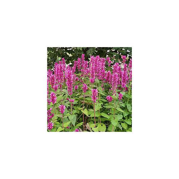 Agastache'Danish Delight'