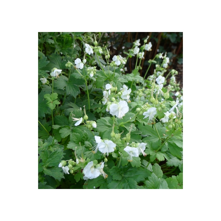 Geranium macrorrhizum'White Ness'