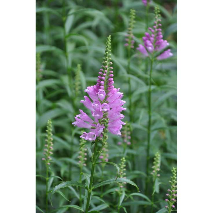 Physostegia virginiana