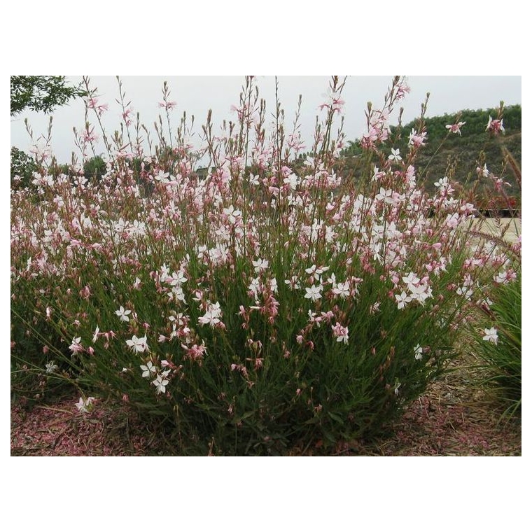 Gaura lindheimeri