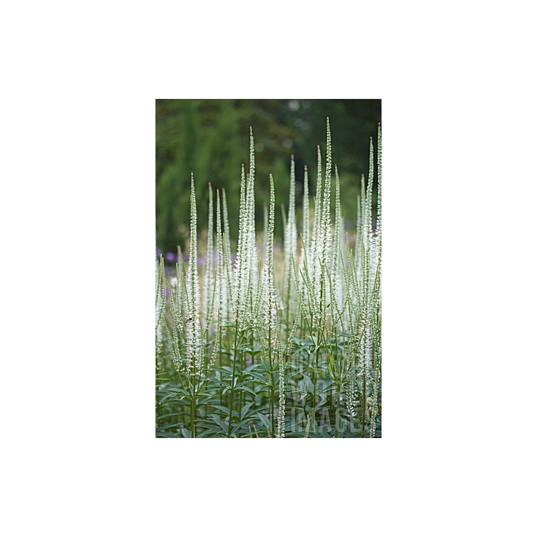 Veronicastrum virginicum'Diana'