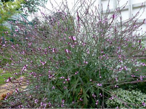 Verbena officinalis'Bampton'