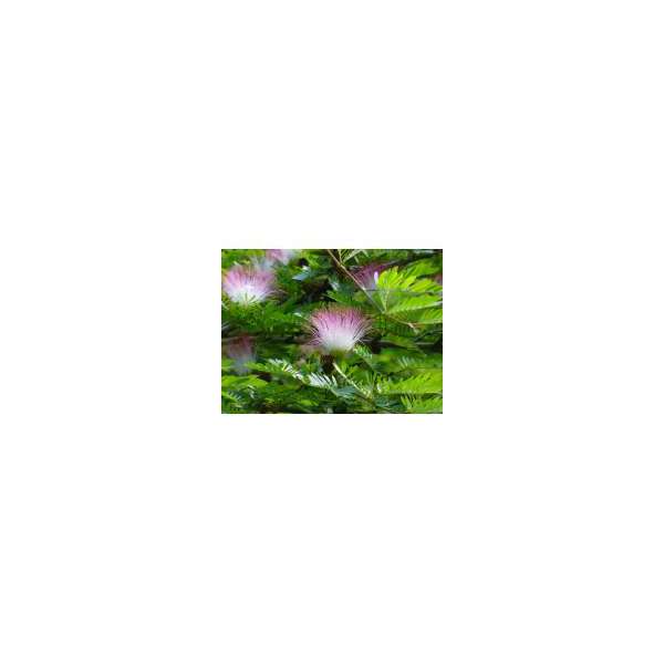 Calliandra surinamensis'Dixie Pink' 