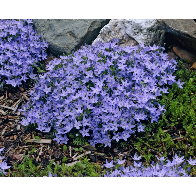 Campanula garganica