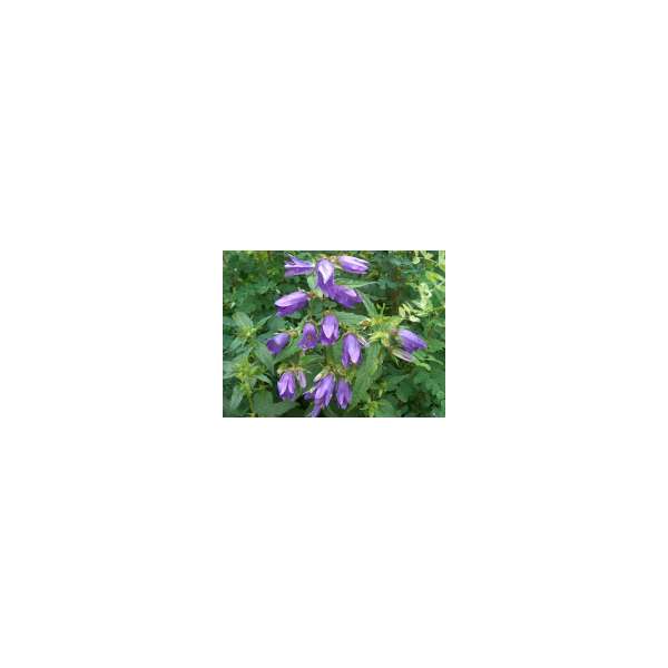 Campanula trachelium