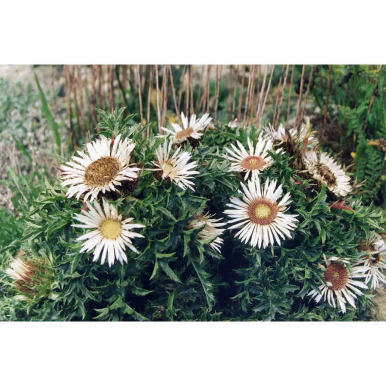 Carlina acaulis ssp simplex