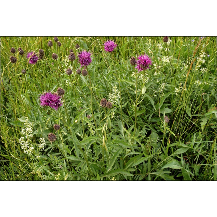 Centaurea scabiosa