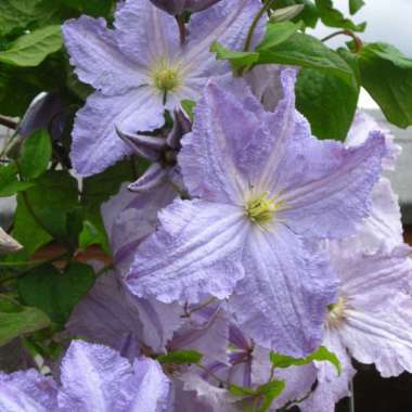 Clematis'Blekitny Aniol' 