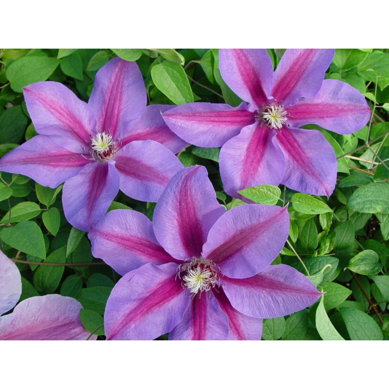 Clematis'Etoile de Malicorne' 