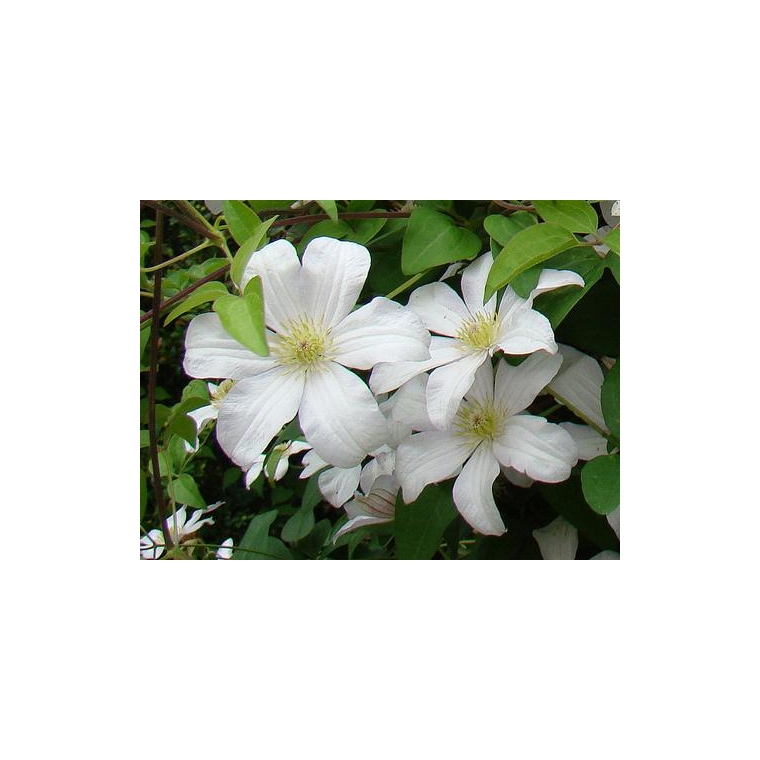 Clematis'Huldine' 