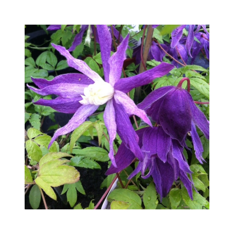 Clematis'Jan Lindmark' 