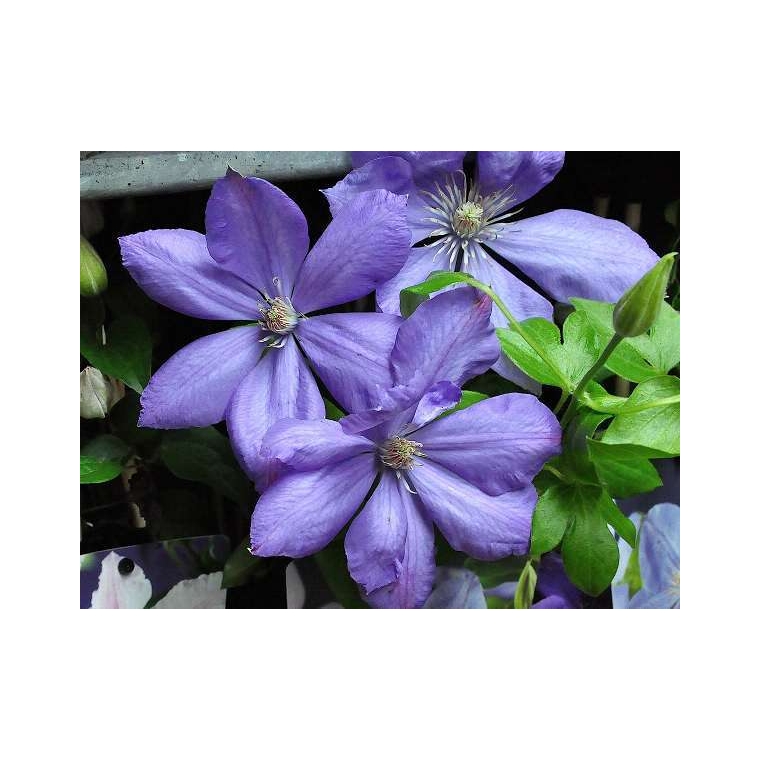 Clematis'Mrs.Cholmondeley' 